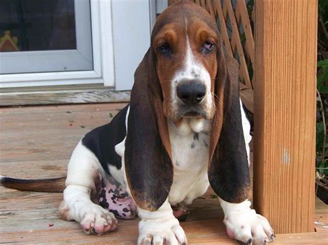 We have been raising fully AKC registered puppies for over 30 years. . Basset hound puppies for sale